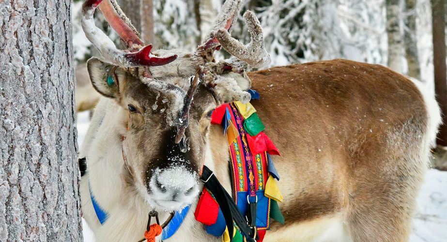 Naar de rendierboerderij
